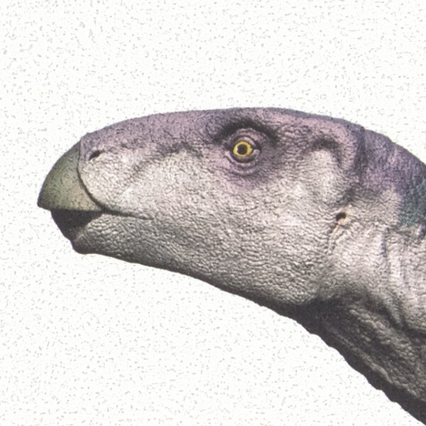 国立科学博物館×SANGETSU