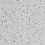 ライトグレー 防滑性 サンゲツ PM-22241 旧品番PM-20288