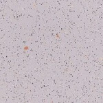 パープル 防滑性 サンゲツ PM-22244 