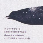 シャドーホワイト キャラクター＆イラスト  防かび  サンゲツ RE55946 