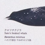 シャドーホワイト キャラクター＆イラスト  防かび  サンゲツ RE55946 